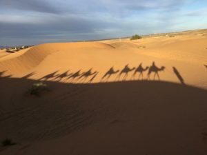 サハラ砂漠とらくだの影