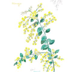 ミモザのデッサン