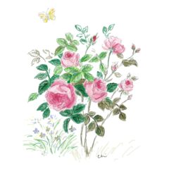 バラ 薔薇 la Rose