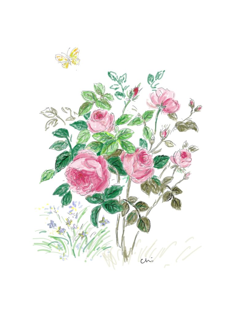 赤い薔薇と黄色い蝶々のデッサン