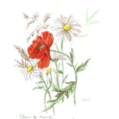 フランスの野の花