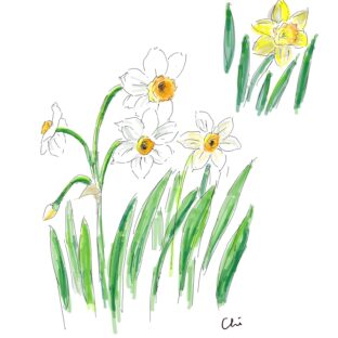 水仙 Narcisse