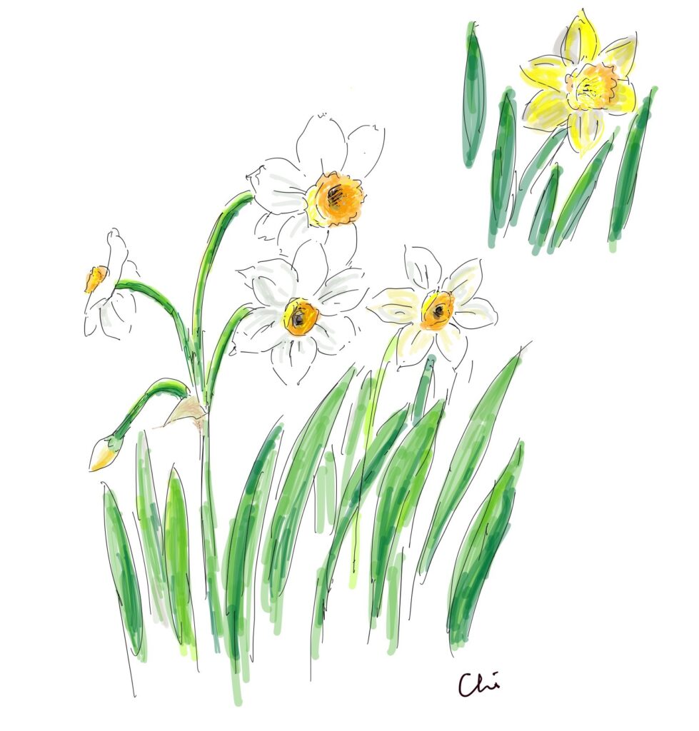 白い水仙と黄色いラッパ水仙のデッサン