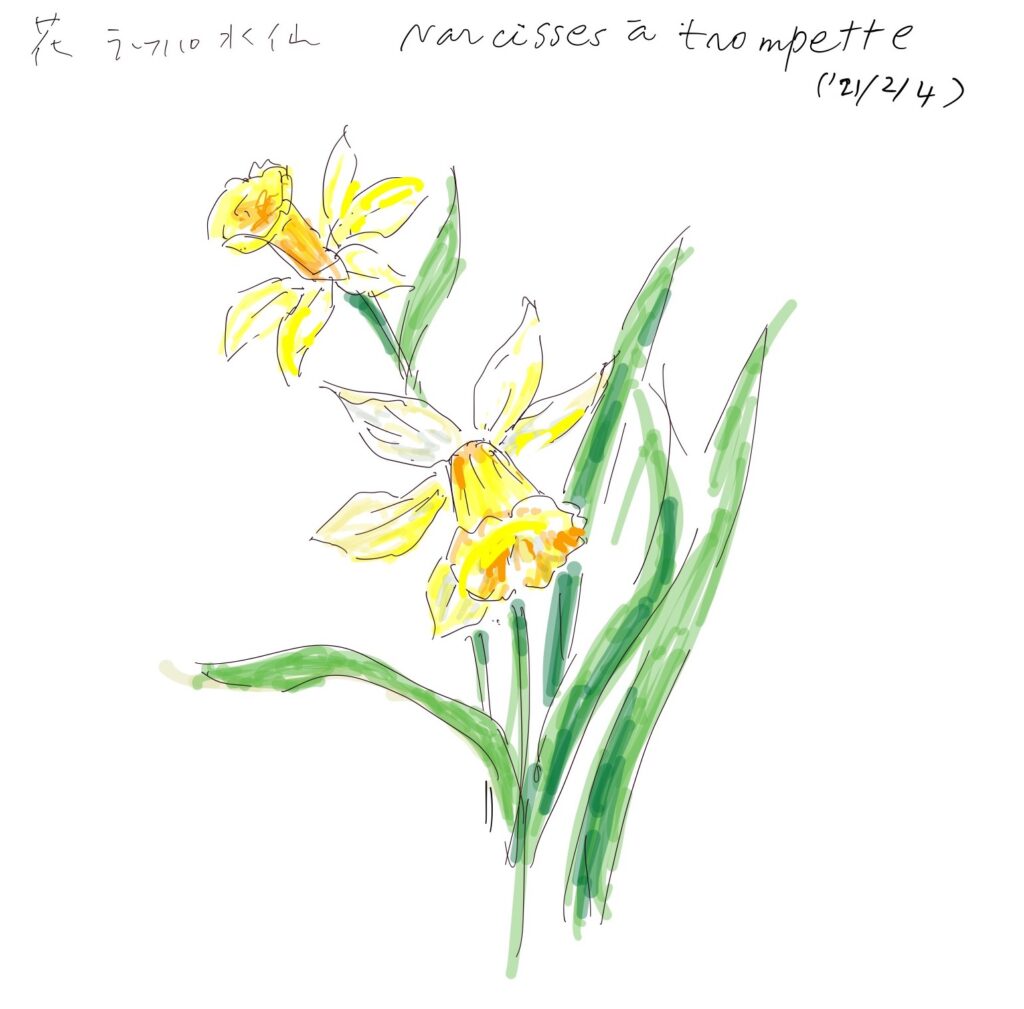黄色いラッパ水仙のデッサン
