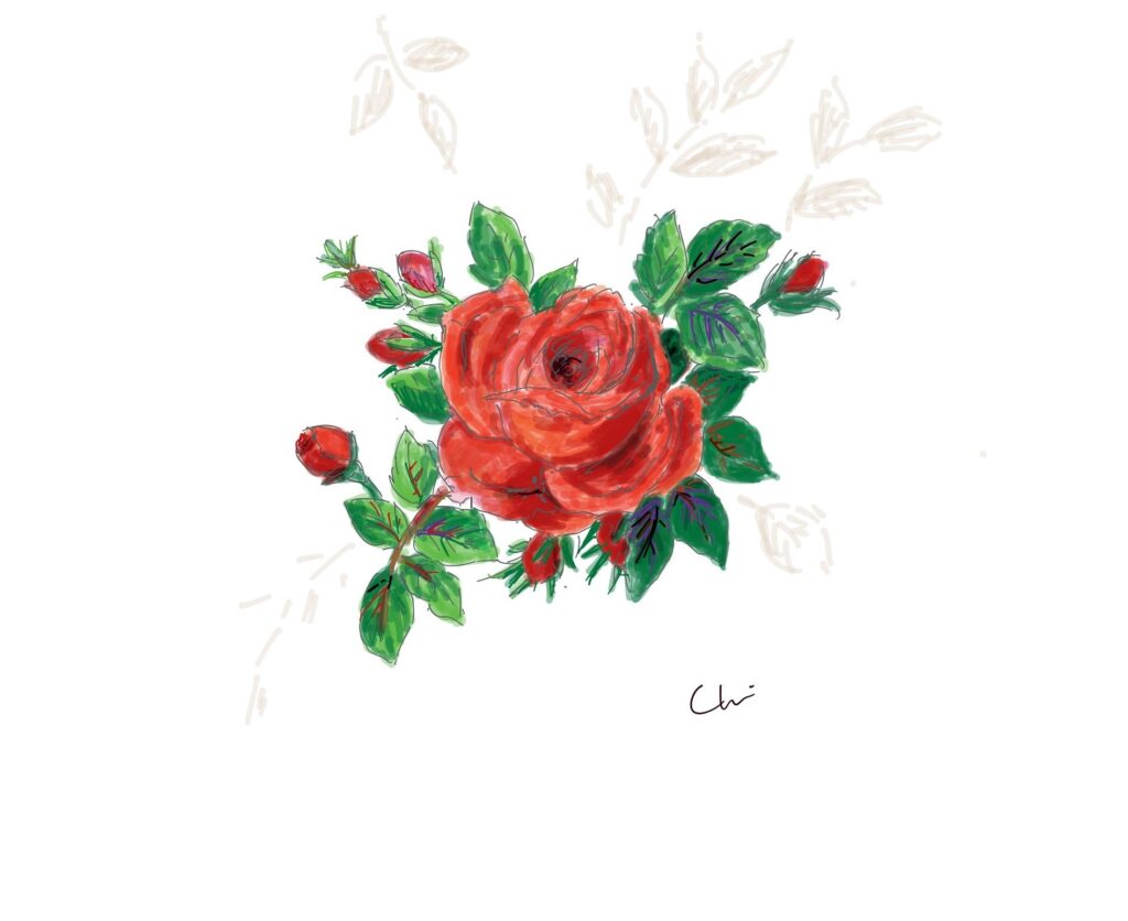赤いバラのデッサン