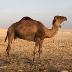 リヨンからチュニジアへ【コウゲン編102】