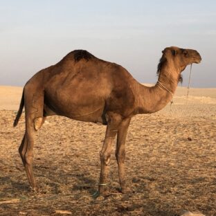 リヨンからチュニジアへ【コウゲン編102】