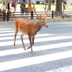 はじめてのガイド【コウゲン編93】