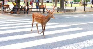 横断歩道を渡る奈良の鹿