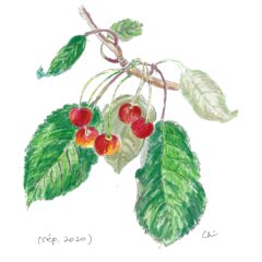 さくらんぼ（La Cerise ラ・スリーズ）