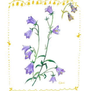 カンパニュラ（ふうりん草）とフランスの思い出